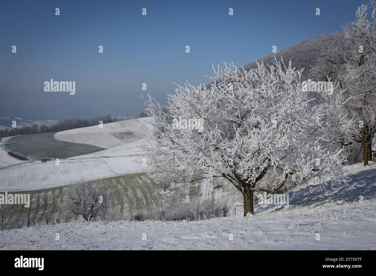 Paysage hivernal, champs enneigés avec arbres fruitiers dans le Jura (Argovie, Suisse) Banque D'Images