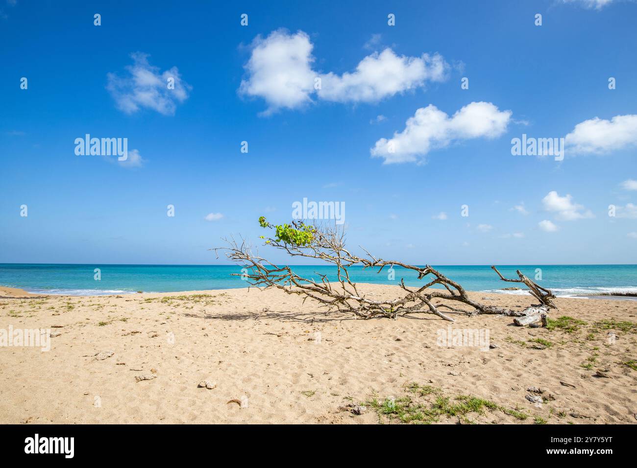 Pointe Allègre, belle plage de sable fin, Plessis Nogent, Sainte Rose, Guadeloupe, Antilles françaises, France, Europe Banque D'Images