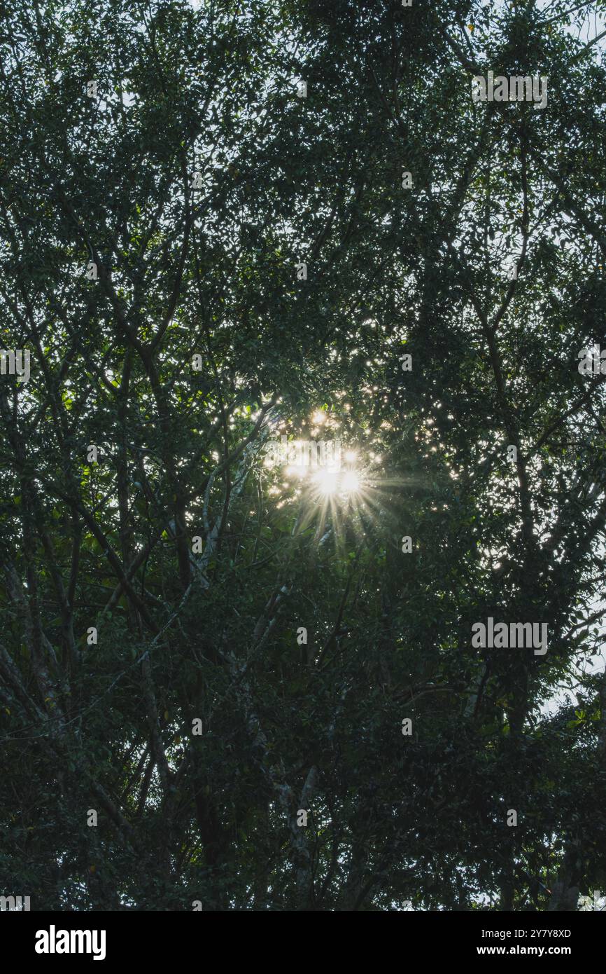 Une image dramatique de la lumière du soleil éclatant à travers une dense canopée d'arbres, projetant un faisceau de lumière dans la forêt. Banque D'Images