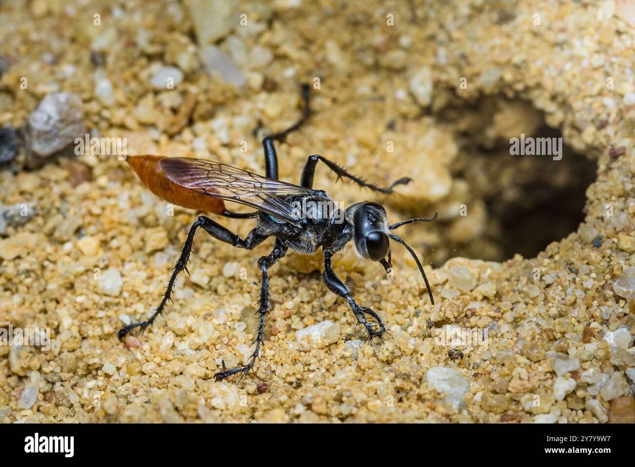 La guêpe noire et orange explore le sol sablonneux, présentant des couleurs vibrantes et des détails complexes, capturant sa beauté et sa complexité dans la nature. Banque D'Images