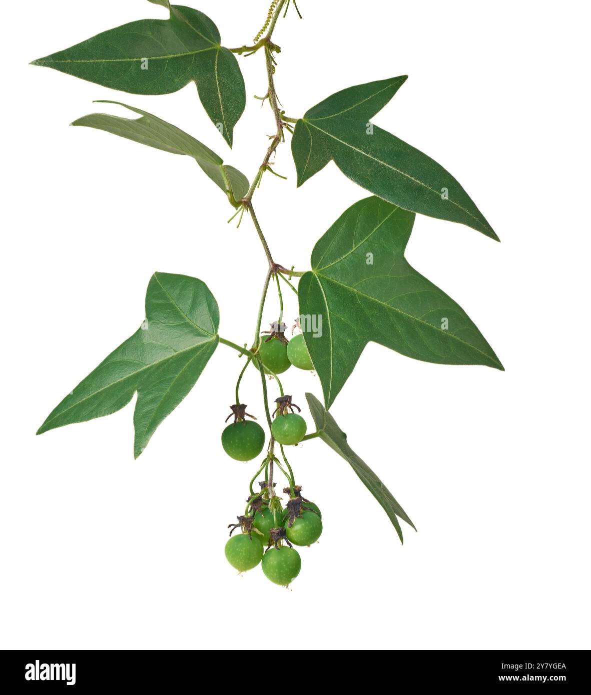 passiflora suberosa plante de vigne avec de petits fruits isolé fond blanc, vigne passion corkystem ou fruit de la passion sauvage, hautement envahissant en tropical Banque D'Images