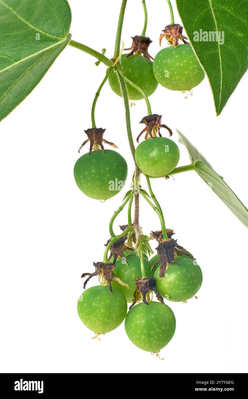 gros plan de passiflora suberosa plant de vigne petits fruits isolés fond blanc, vigne passion corkystem ou fruit de la passion sauvage, hautement invasif Banque D'Images
