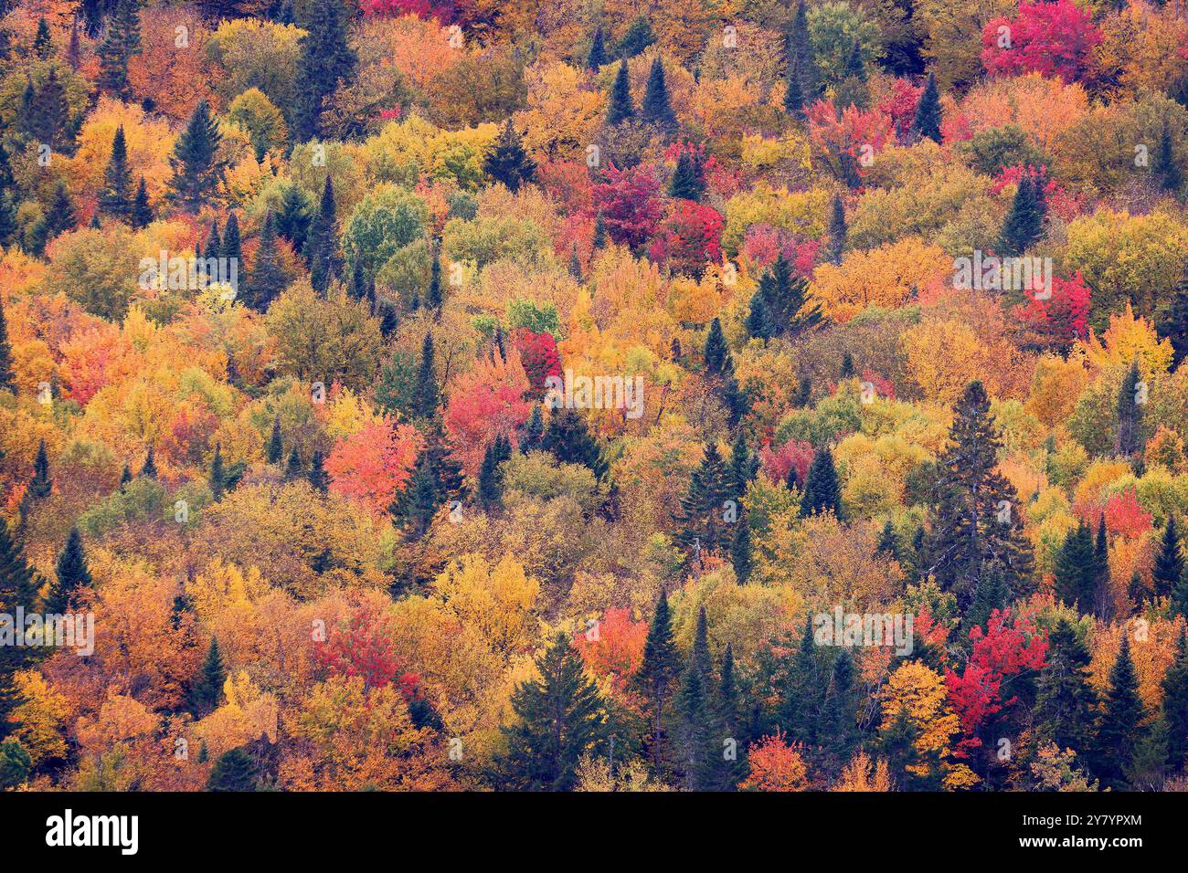 Vue aérienne du fond de couleur des feuilles d'automne dans le parc national du Mont-Tremblant, Québec Banque D'Images