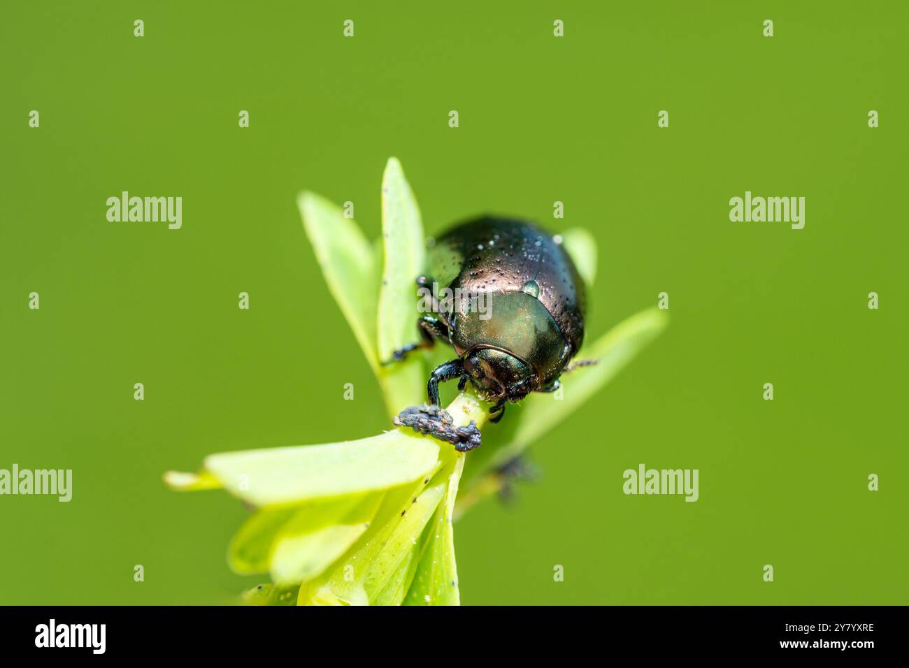 Plan macro d'un petit coléoptère vert à la menthe 'chrysolina herbacée' sur une feuille Banque D'Images