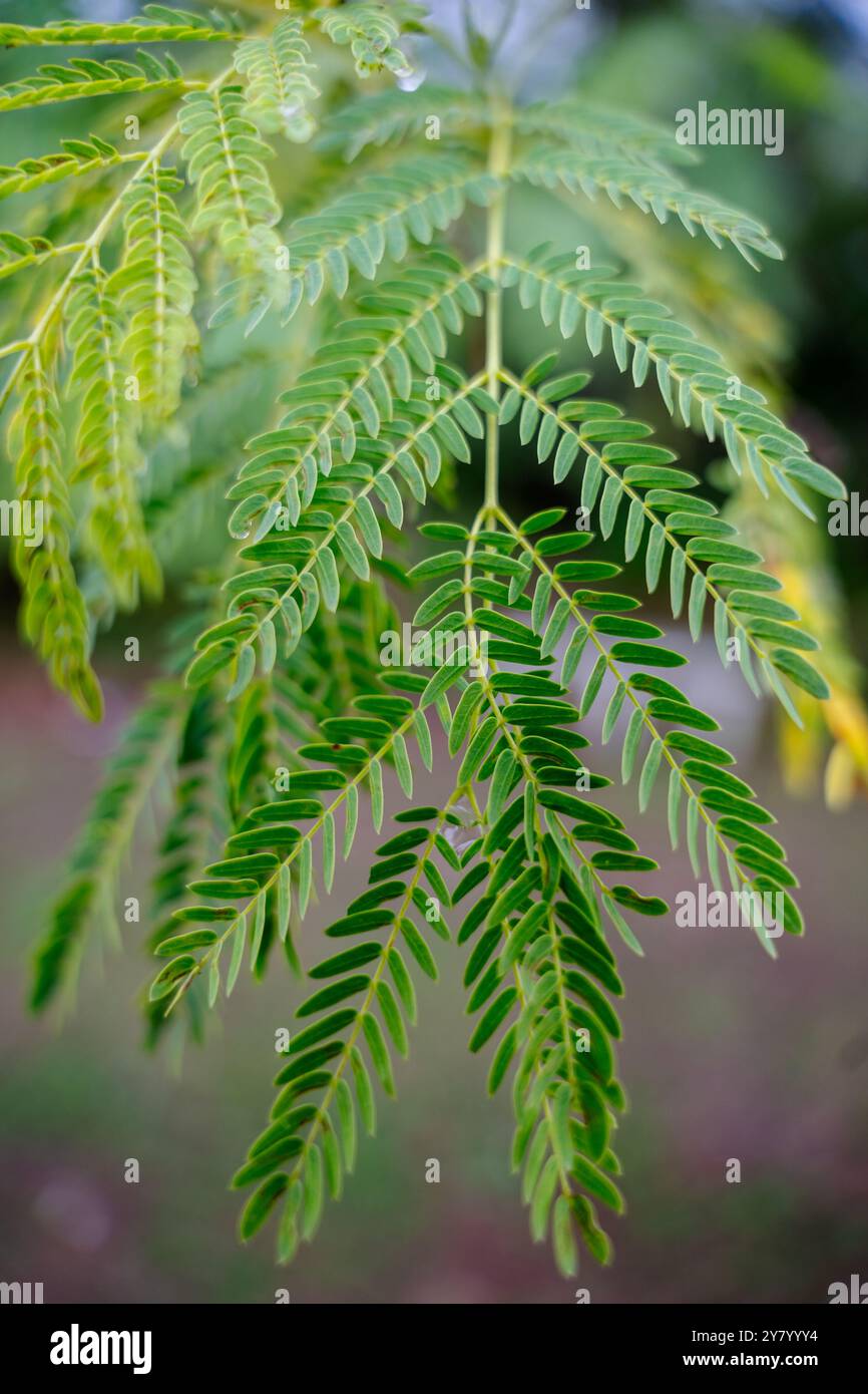 Une plante verte feuillue avec une longue tige. Les feuilles sont vertes et ont une pointe pointue Banque D'Images