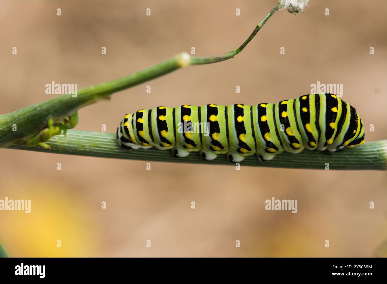 Un ver de persil catipilier, sur une plante de persil dans le jardin. Insecte vert, noir et jaune en gros plan. Banque D'Images