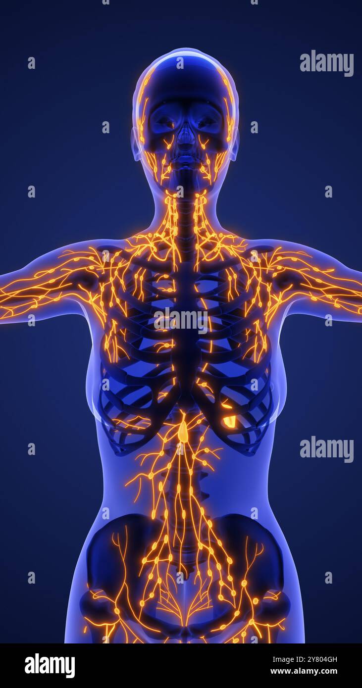 3d anatomie du système lymphatique humain Banque D'Images