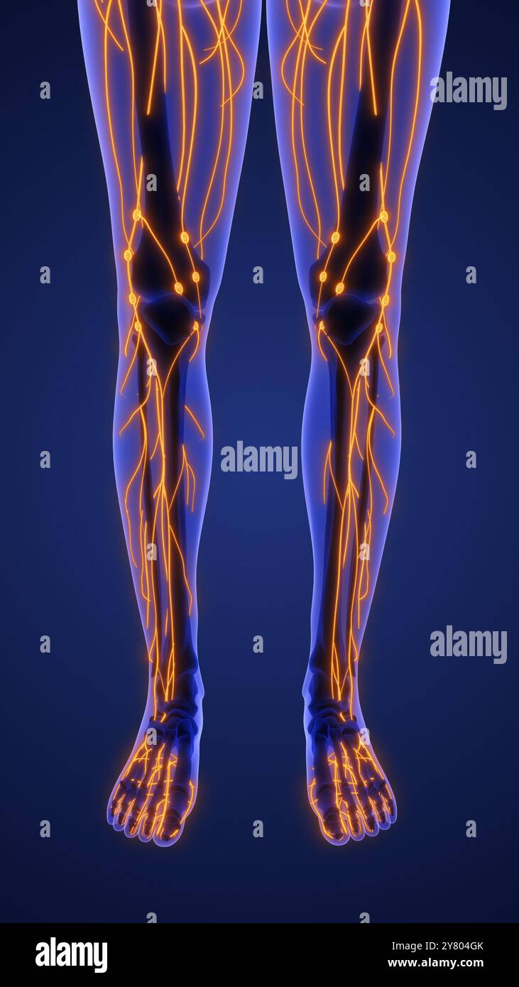 3d anatomie du système lymphatique humain Banque D'Images