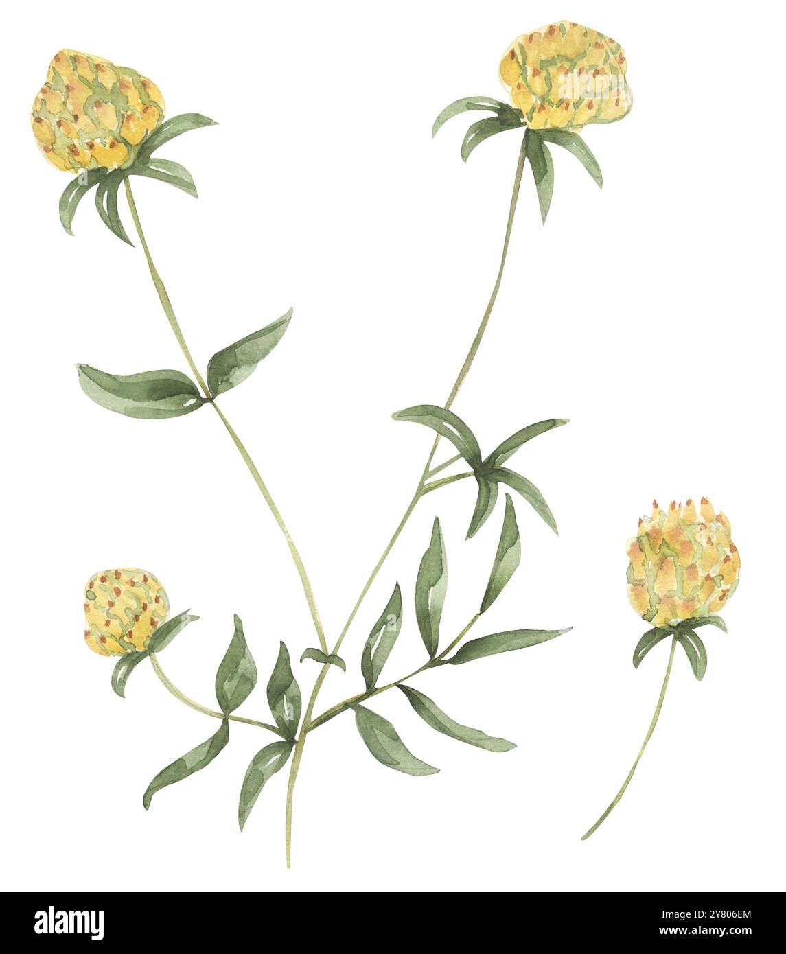 Illustration de rein-vetch de fleurs sauvages à l'aquarelle, clip art de fleur de prairie botanique Banque D'Images