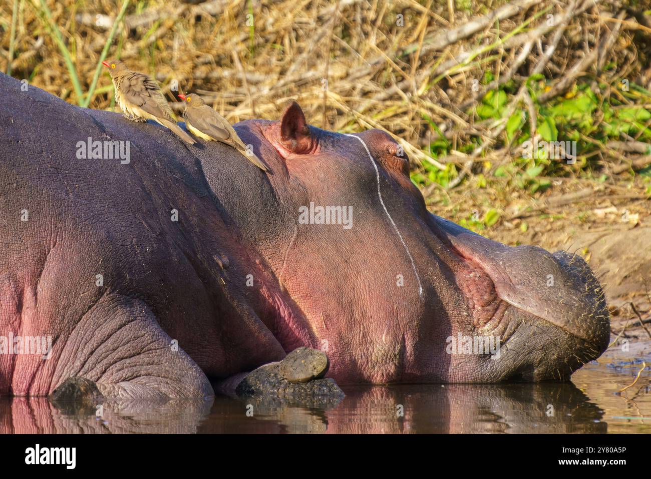 Oiseaux les pics boeufs aident l'hippopotame en éliminant les parasites comme les tiques, dans le parc national Kruger, Afrique du Sud Banque D'Images