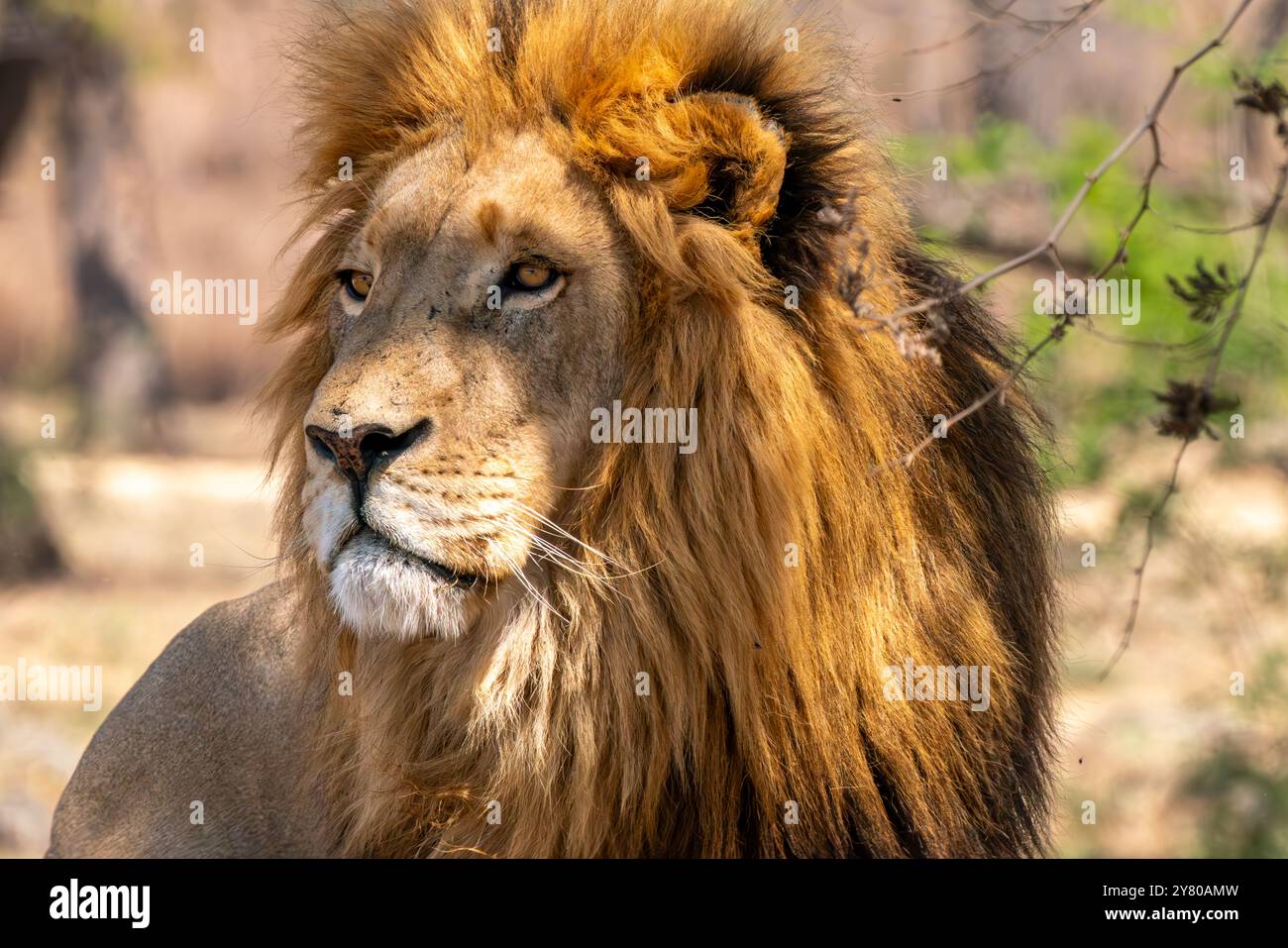 Gros plan d'un lion, Panthera leo, dans le parc national Kruger, Afrique du Sud Banque D'Images