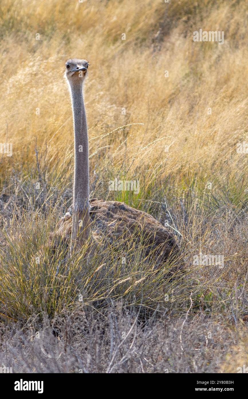 Autruche sud-africaine, Struthio camelus australis, ou autruche à col noir, ou autruche du Cap ou autruche du sud dans le parc transfrontalier de Kgalagadi, Sud Banque D'Images