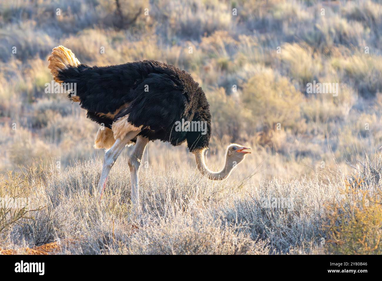 Autruche sud-africaine, Struthio camelus australis, ou autruche à col noir, ou autruche du Cap ou autruche du sud dans le parc transfrontalier de Kgalagadi, Sud Banque D'Images
