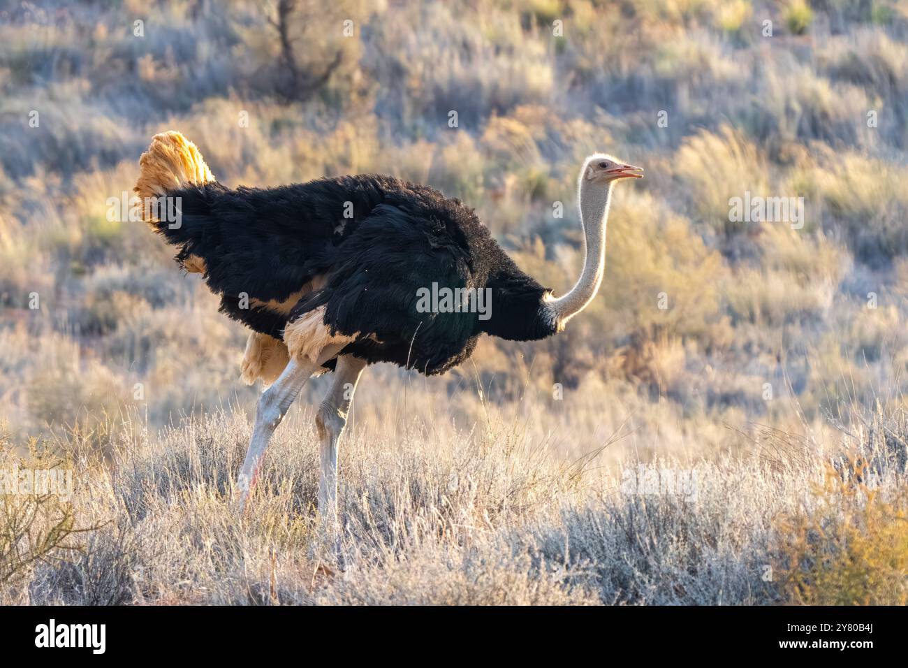 Autruche sud-africaine, Struthio camelus australis, ou autruche à col noir, ou autruche du Cap ou autruche du sud dans le parc transfrontalier de Kgalagadi, Sud Banque D'Images