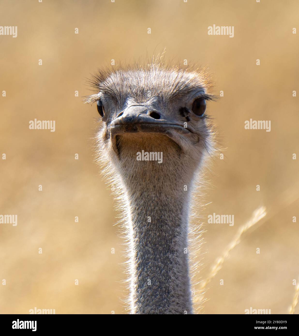 Gros plan d'une autruche sud-africaine, Struthio camelus australis, ou autruche à col noir, ou autruche du Cap ou autruche du sud dans Kgalagadi Transfront Banque D'Images
