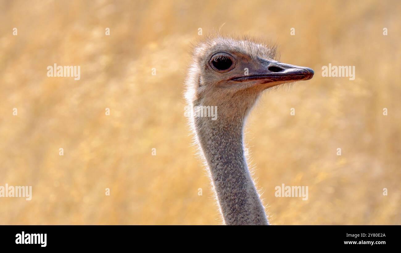 Gros plan d'une autruche sud-africaine, d'une autruche à cou noir, d'une autruche du Cap ou d'une autruche du sud dans le parc transfrontalier de Kgalagadi, en Afrique du Sud Banque D'Images