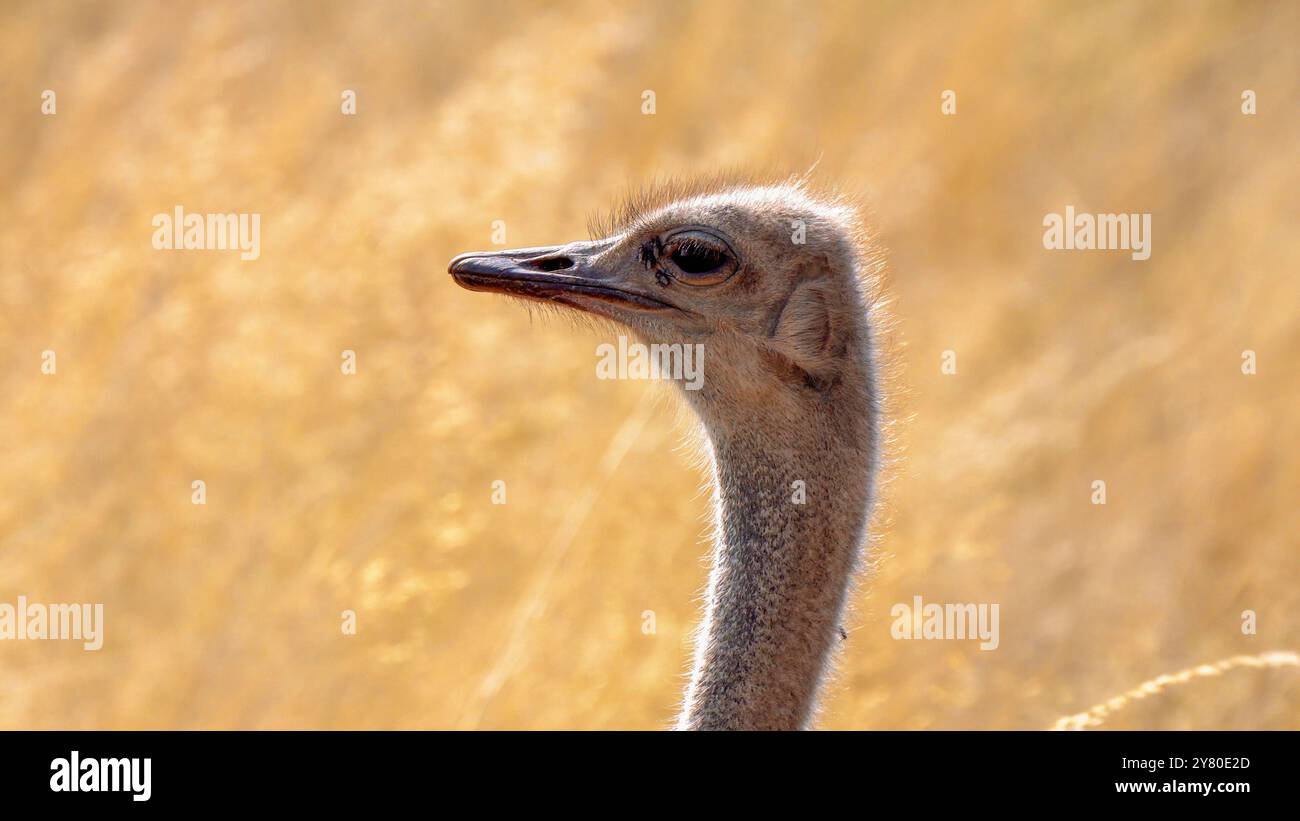 Gros plan d'une autruche sud-africaine, d'une autruche à cou noir, d'une autruche du Cap ou d'une autruche du sud dans le parc transfrontalier de Kgalagadi, en Afrique du Sud Banque D'Images