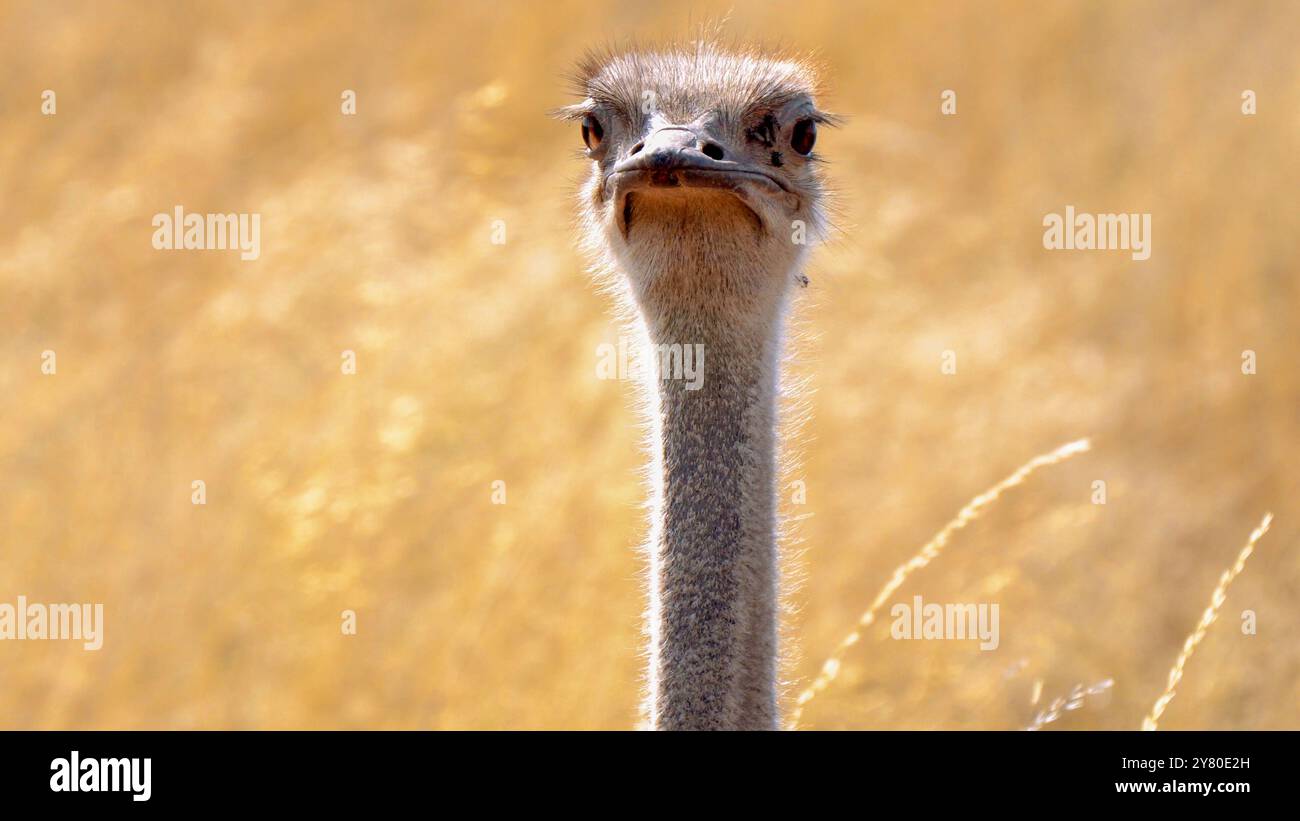 Gros plan d'une autruche sud-africaine, d'une autruche à cou noir, d'une autruche du Cap ou d'une autruche du sud dans le parc transfrontalier de Kgalagadi, en Afrique du Sud Banque D'Images