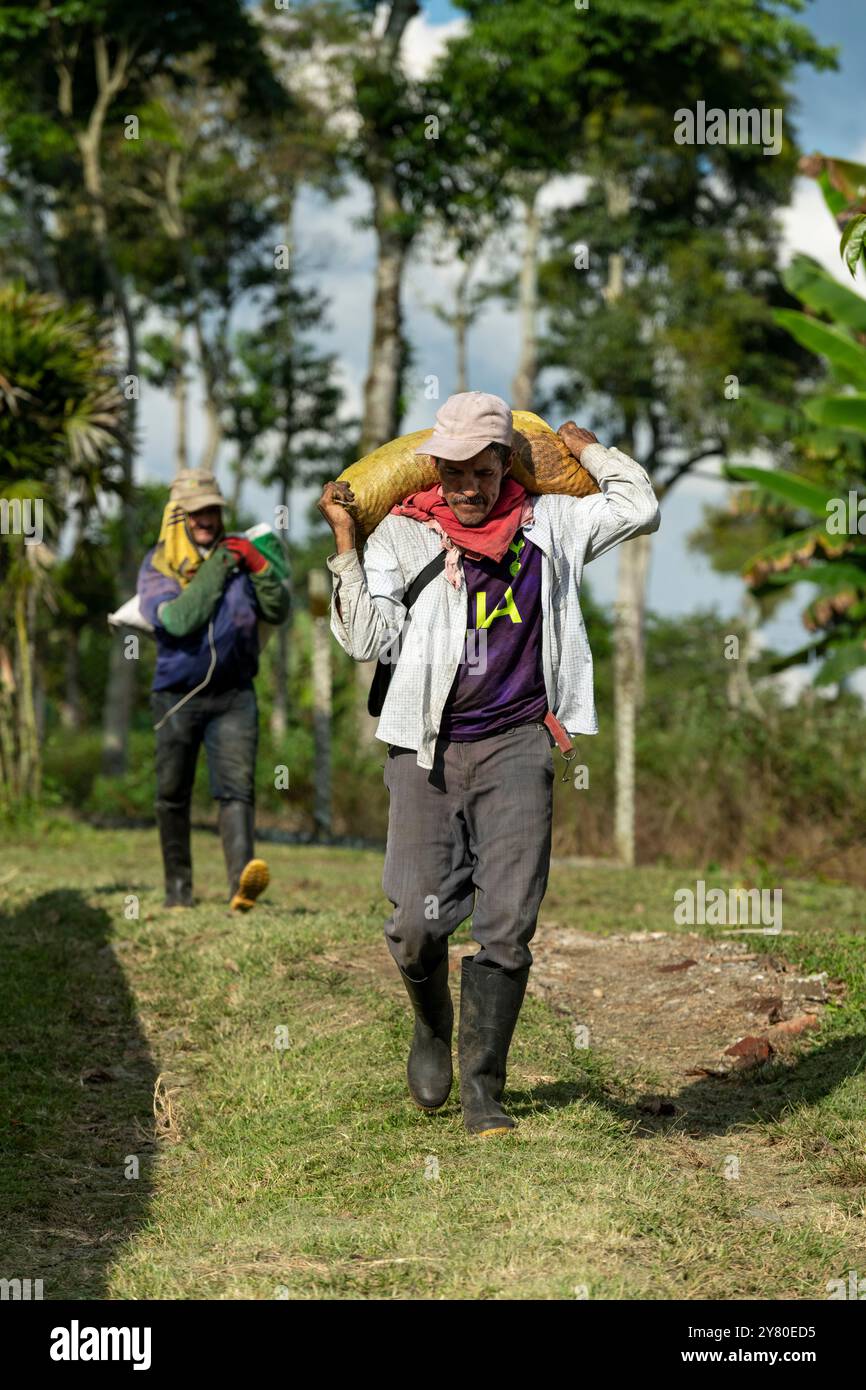 Cueilleurs de café revenant d'une journée de récolte avec les grains de café crus, Manizales, Caldas, Colombie - photo stock Banque D'Images Cueilleurs de café revenant d'une journée de récolte avec les grains de café crus, Manizales, Caldas, Colombie - photo stock Banque D'Images
