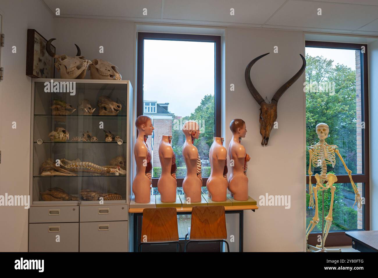 Arrangements de poupées d'anatomie et de crânes dans une classe de biologie de lycée Banque D'Images