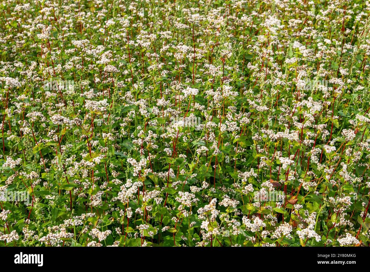 Sarrasin biologique en fleur *** local légende *** Banque D'Images