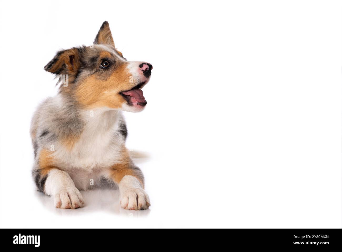 Joli chiot collie frontière gisant isolé sur fond blanc et regarde la caméra Banque D'Images