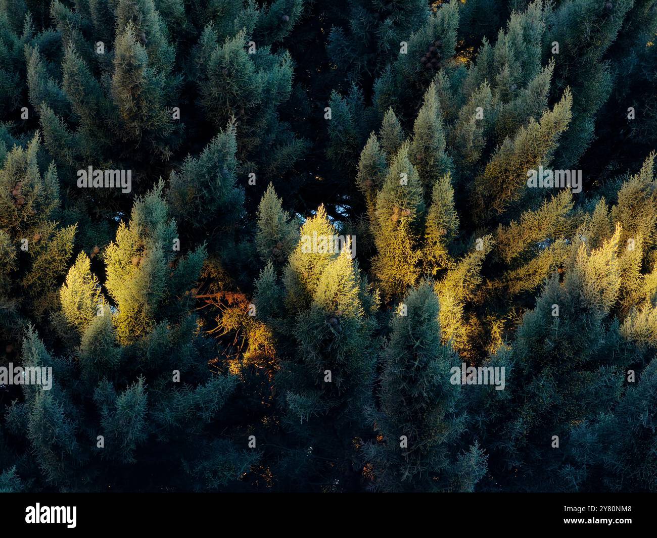 Pointes illuminées de branches d'arbres Evergreen pendant le coucher du soleil Banque D'Images