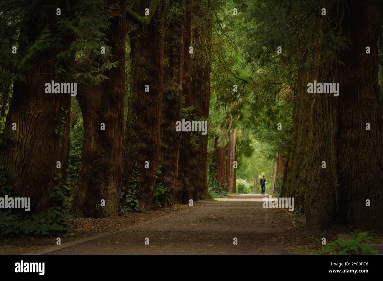 Thuja gigantea avenue unique avec du cèdre rouge occidental géant au célèbre cimetière historique de Melaten à Cologne Banque D'Images