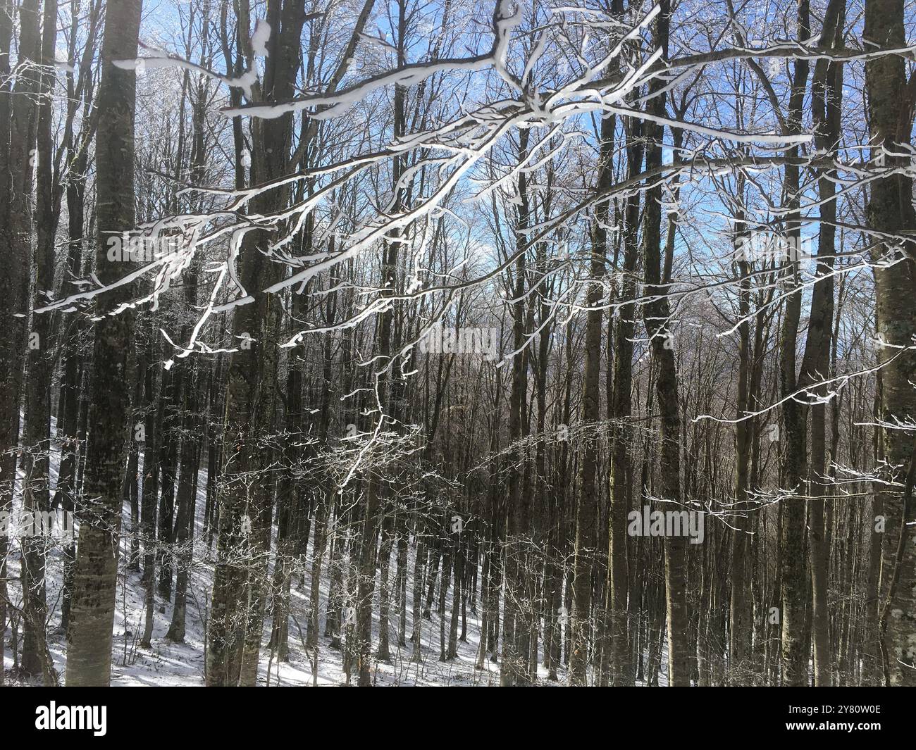 Forêt enneigée avec des arbres ensoleillés Banque D'Images