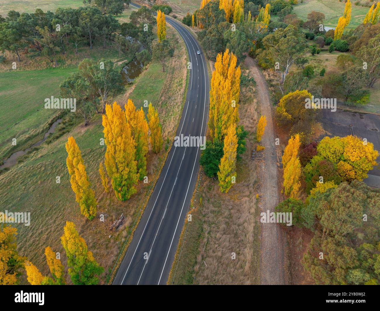 Vue aérienne de la route de bitume qui courbe entre des peupliers dorés de couleur automne à Yappen dans le centre de Victoria, Australie Banque D'Images