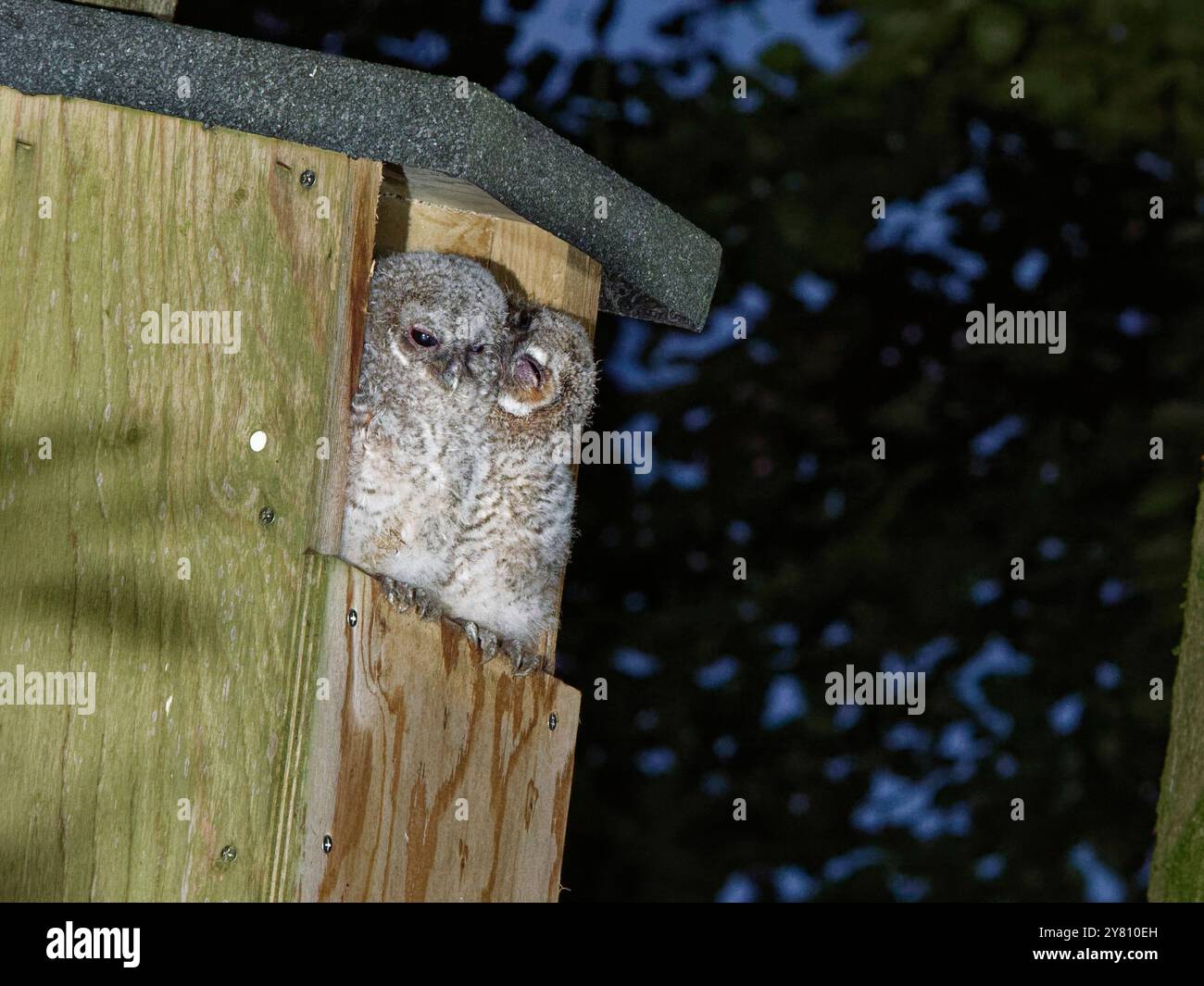 Chouette Tawny (Strix aluco) poussins assis à l’entrée d’un nichoir, avec l’un préservant la tête de l’autre, Wiltshire, Royaume-Uni, mai. Banque D'Images