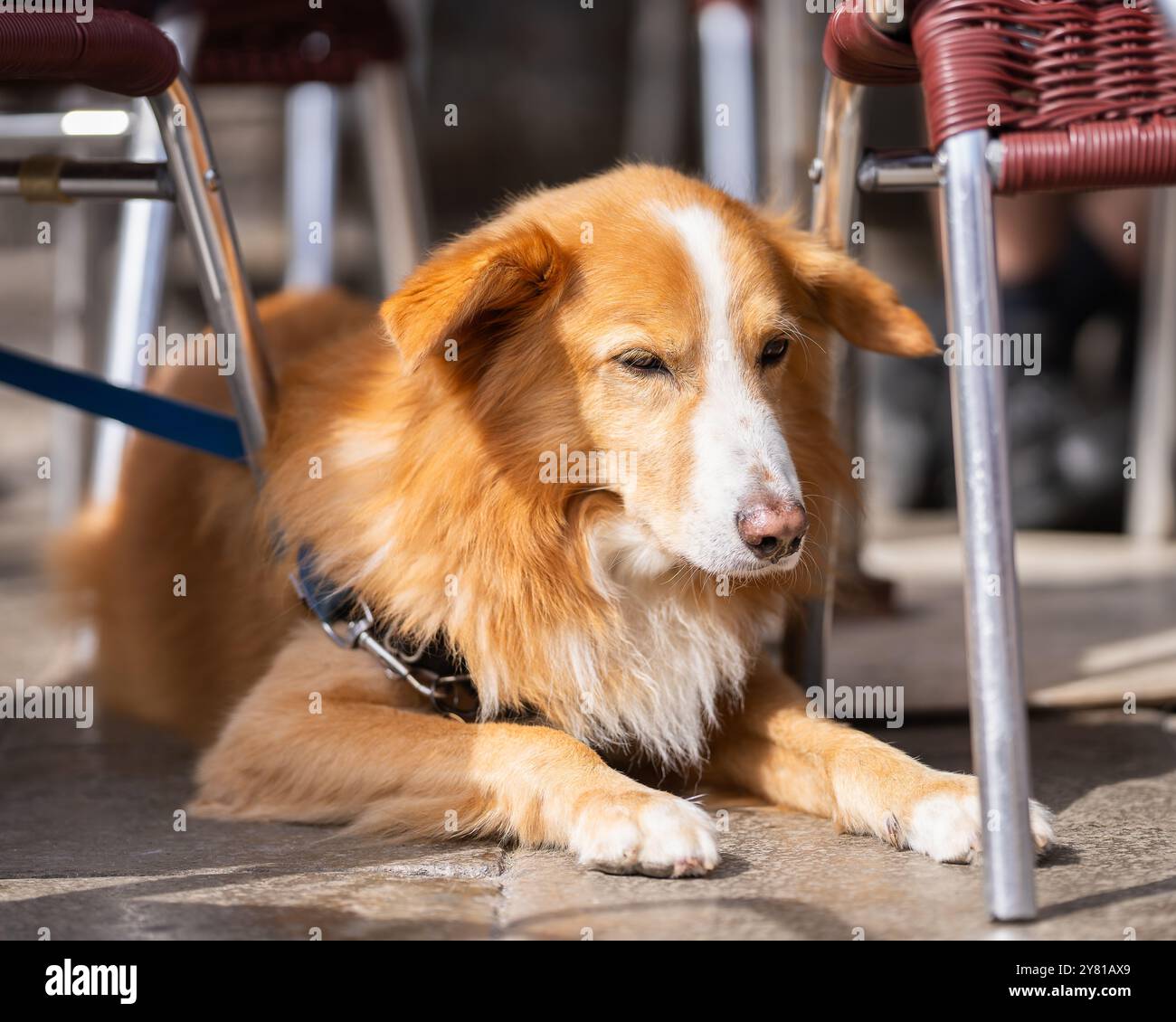 Nova Scotia Duck Tolling Retriever couché dans un café en plein air à Venise. Un café acceptant les animaux de compagnie. Banque D'Images