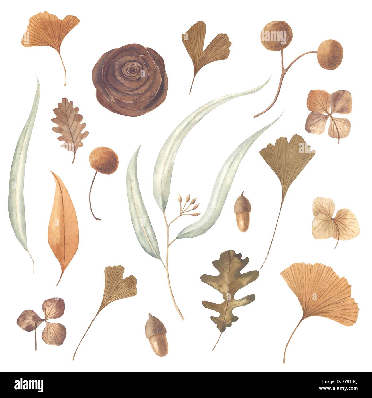 Ensemble d'aquarelle d'illustrations de feuilles séchées d'automne. Cônes de cèdre, ginkgo, fleurs d'hortensia, eucalyptus. Eléments isolés sur fond blanc. Banque D'Images