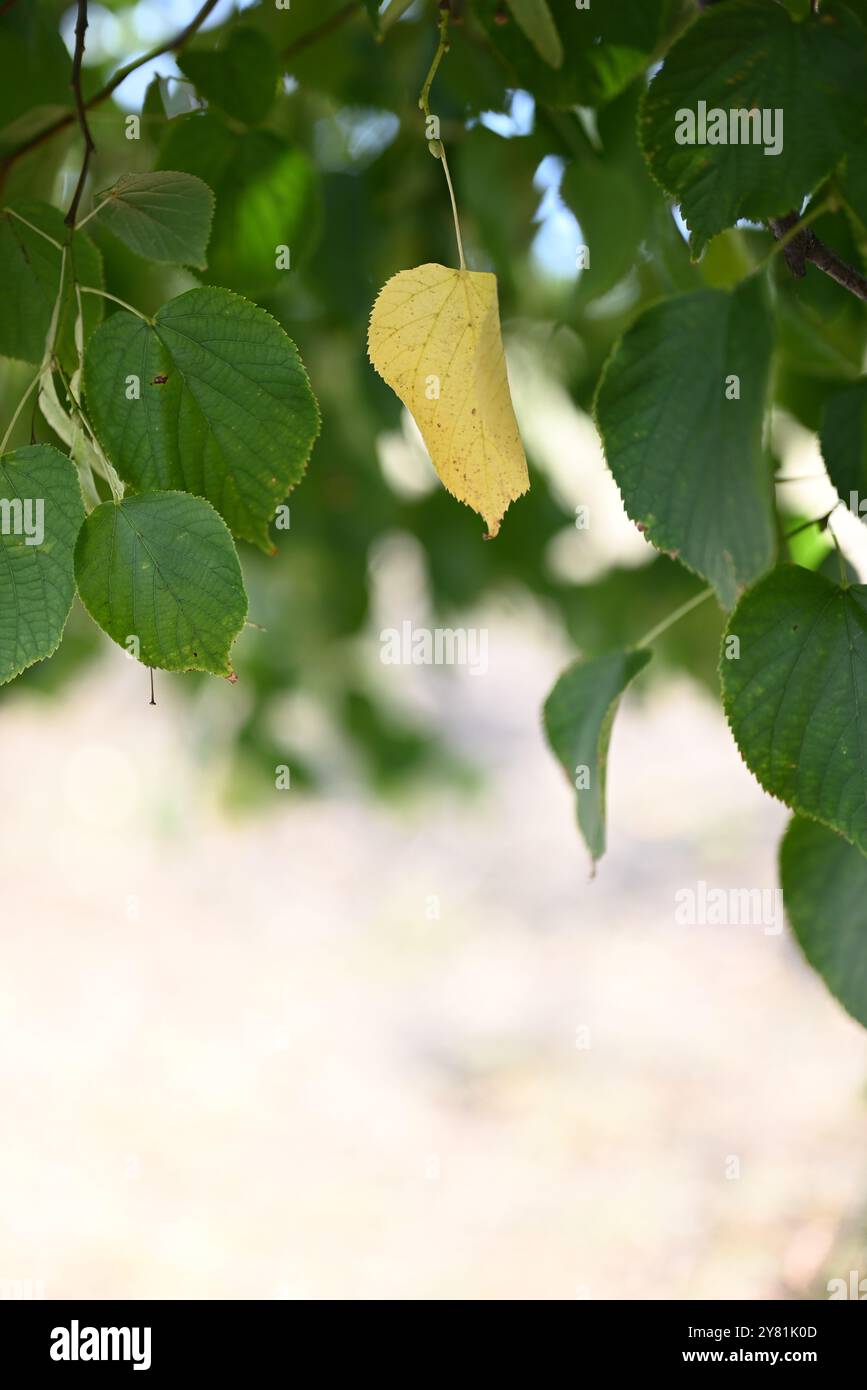 Gros plan de feuilles vertes et jaunes sur une branche d'arbre Banque D'Images