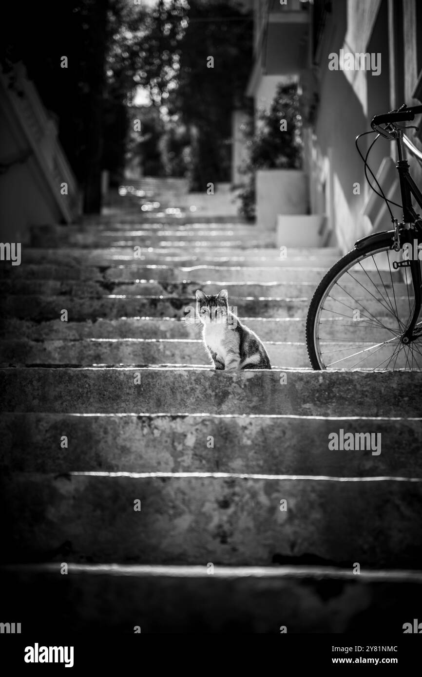 Un chat sauvage regarde curieusement sur les marches de pierre dans le village de rue étroite sur l'île grecque de Poros Banque D'Images