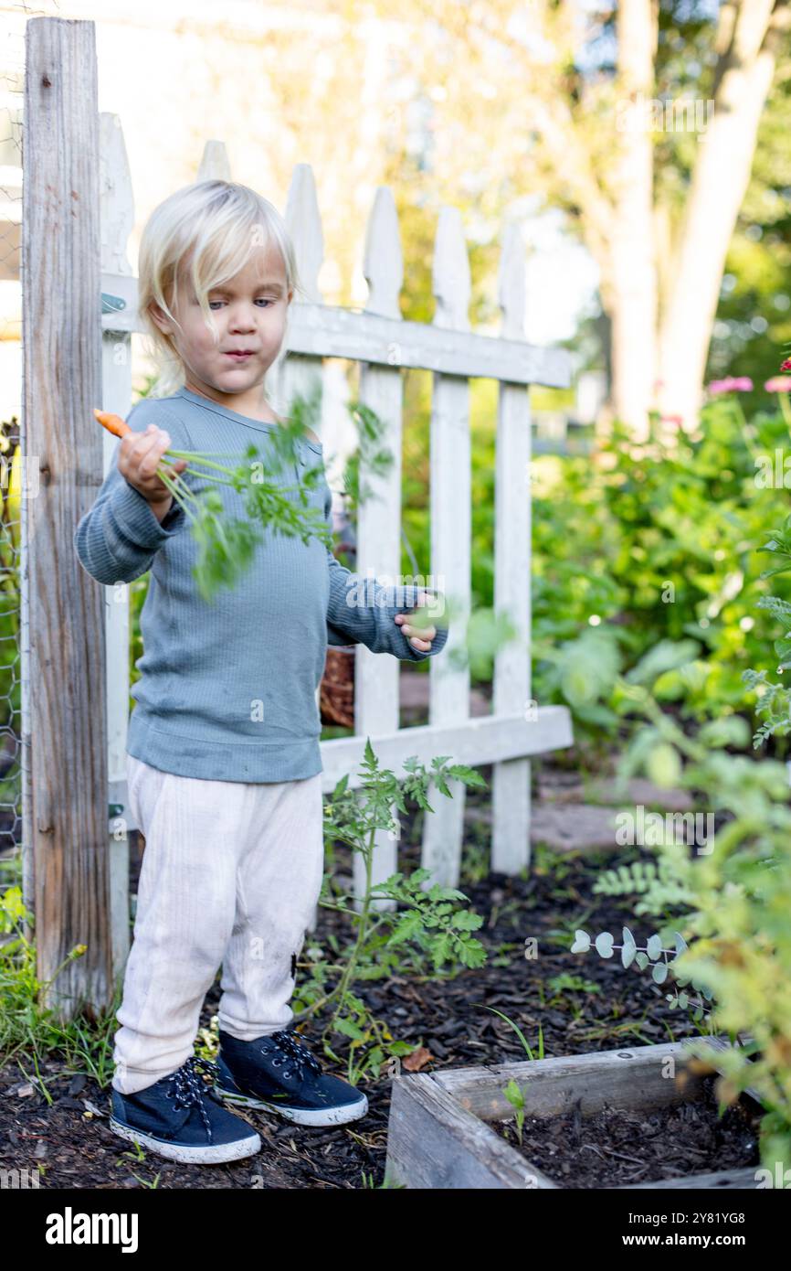 Enfant en bas âge debout près d'une clôture blanche de piquet dans un jardin tenant une carotte et des feuilles. Banque D'Images