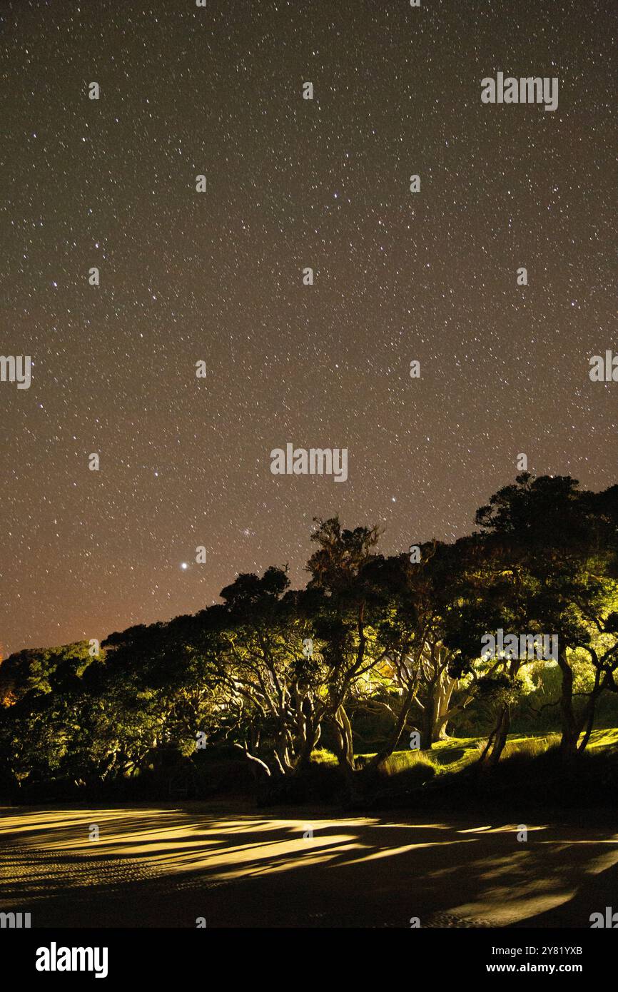 Ciel étoilé au-dessus d'arbres illuminés à côté d'une route, Northland, Nouvelle-Zélande Banque D'Images