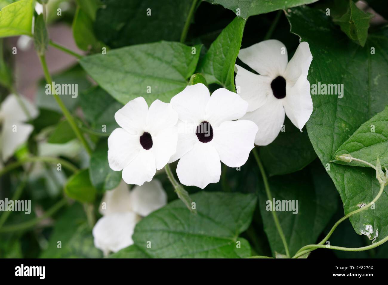 Thunbergia alata 'Susie White Black Eye' Banque D'Images
