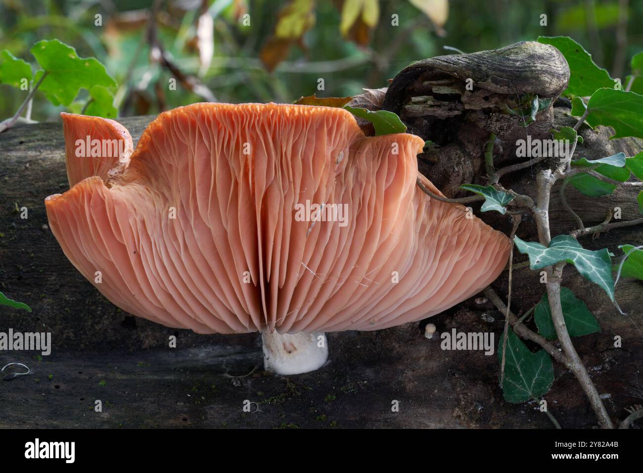 Champignon rare Rhodotus palmatus sur le bois. Connu sous le nom de pêche ridée. Champignon rose sauvage dans la forêt de plaine inondable. Banque D'Images