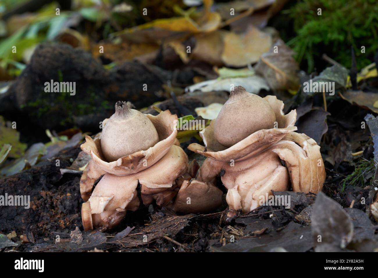 Champignon non comestible Geastrum triplex sur le sol. Connu sous le nom de Collared Earthstar. Deux champignons sauvages dans la forêt de plaine inondable. Banque D'Images
