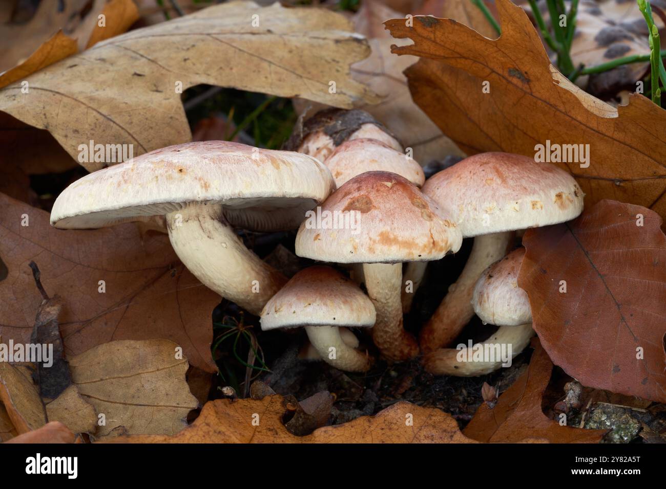 Hypholoma lateritium de champignon non comestible sur souche de chêne. Connu sous le nom de Brick Cap ou Brick Tops. Bouquet de champignons sauvages dans la forêt de chênes. Banque D'Images