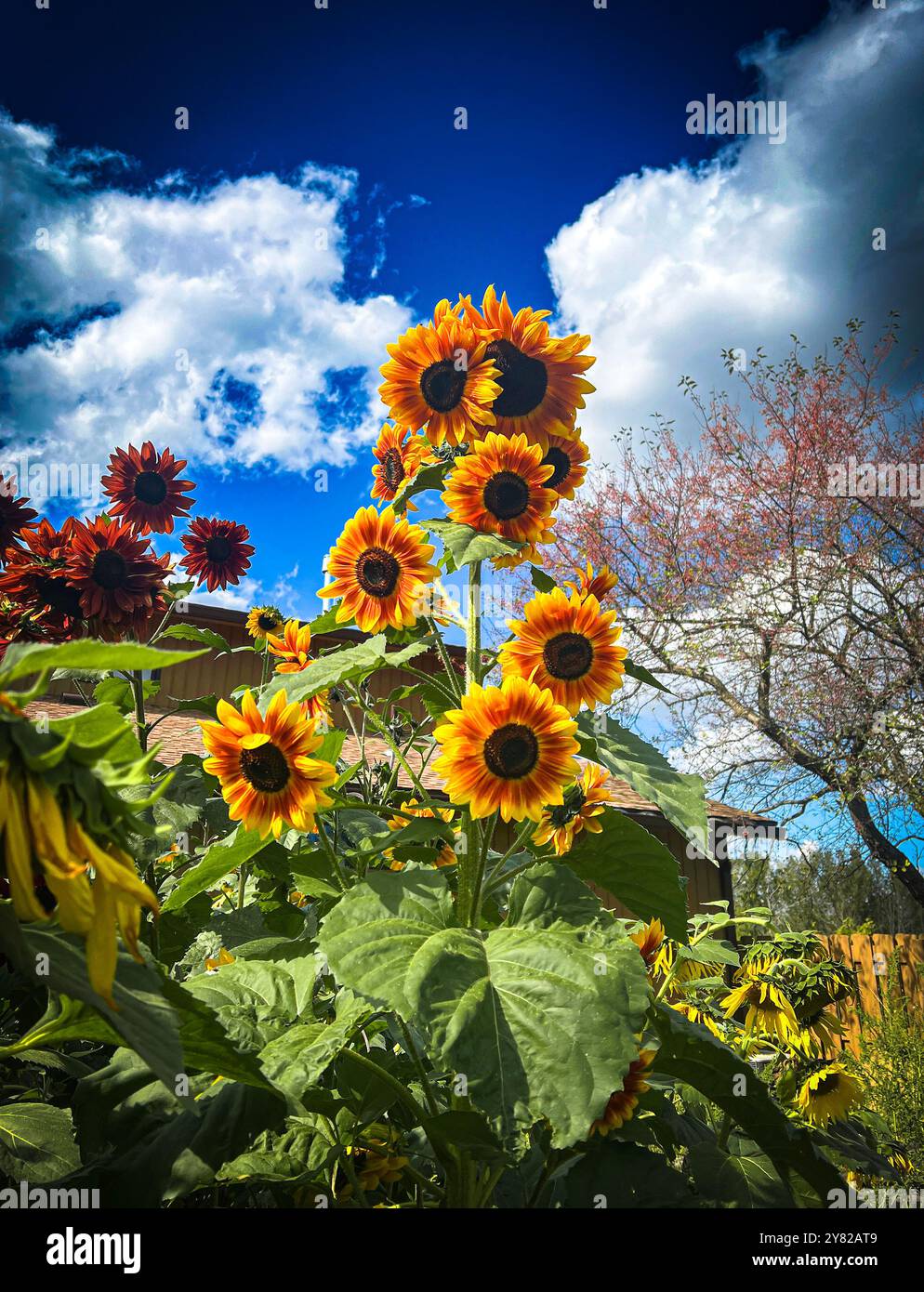 Beaux tournesols un jour d'automne Banque D'Images