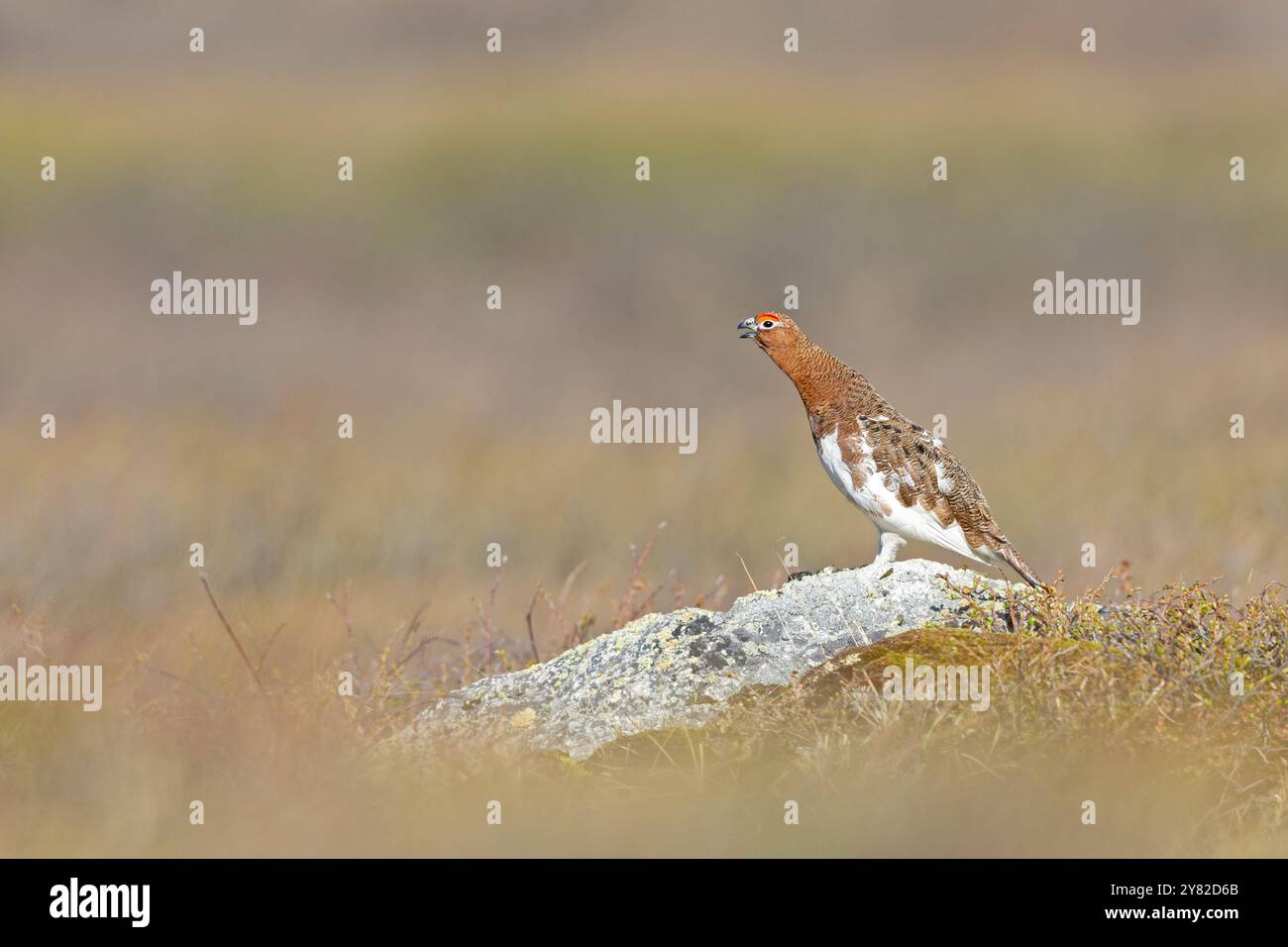 Un ptarmigan de saule mâle (Lagopus lagopus) appelant perché sur un rocher. Banque D'Images