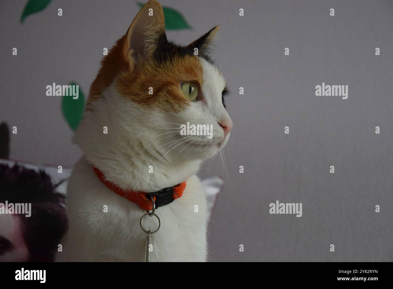 Beau chat tricolore regardant par la fenêtre Banque D'Images
