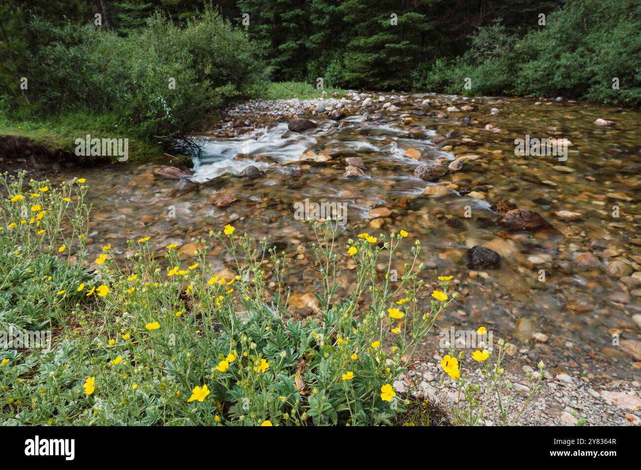 Buttercups (Ranunculus repens) le long d'un ruisseau de montagne, Kananaskis Country, Alberta, Canada Banque D'Images