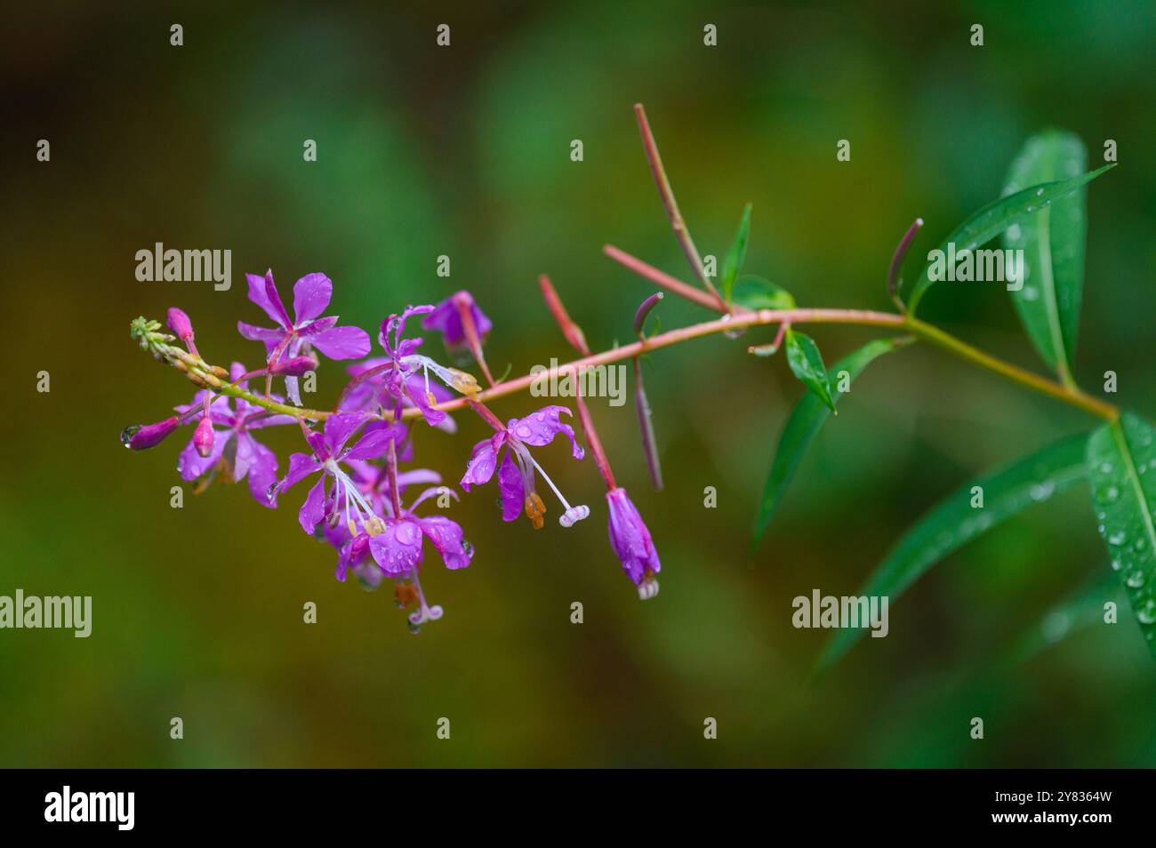 Gros plan de la fleur de l'herbe à feu (Chamaenerion angustifolium), Alberta, Canada Banque D'Images