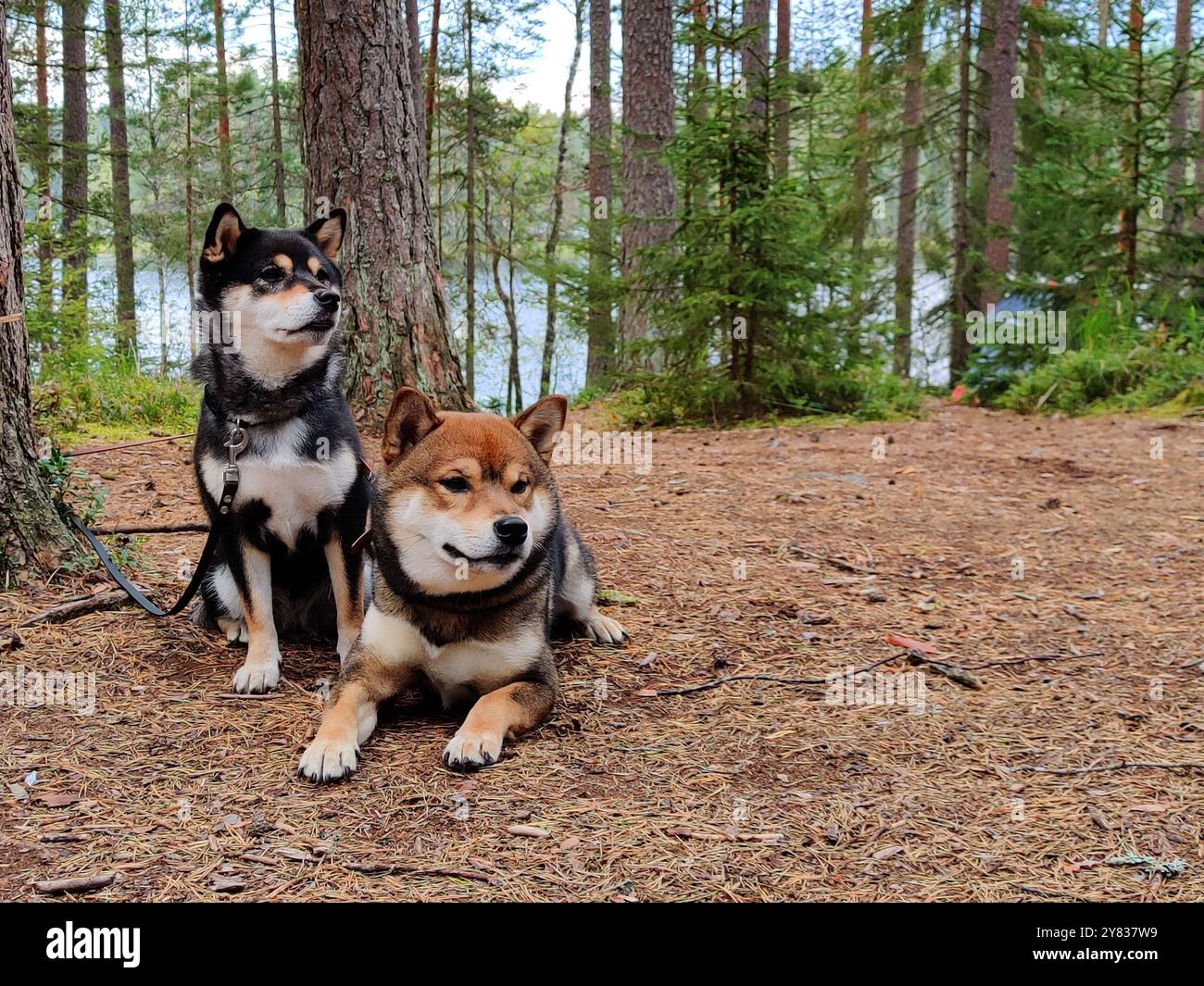 Deux chiens, de race japonaise Shiba Inu, et de la nature, animaux de compagnie à l'extérieur, dans la forêt d'été ensoleillée à Nuuksio, Finlande, Europe Banque D'Images