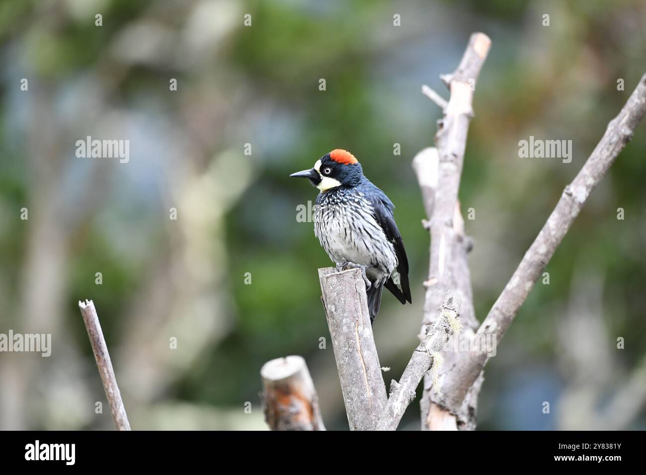 Pics de Gland (Melanerpes formicivorous) du Costa Rica Banque D'Images