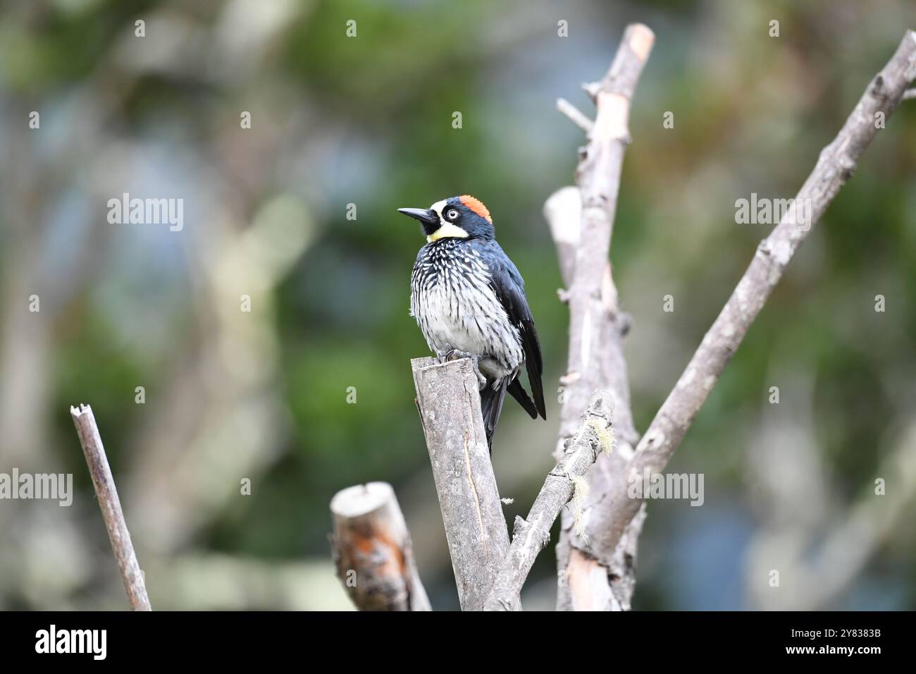 Pics de Gland (Melanerpes formicivorous) du Costa Rica Banque D'Images