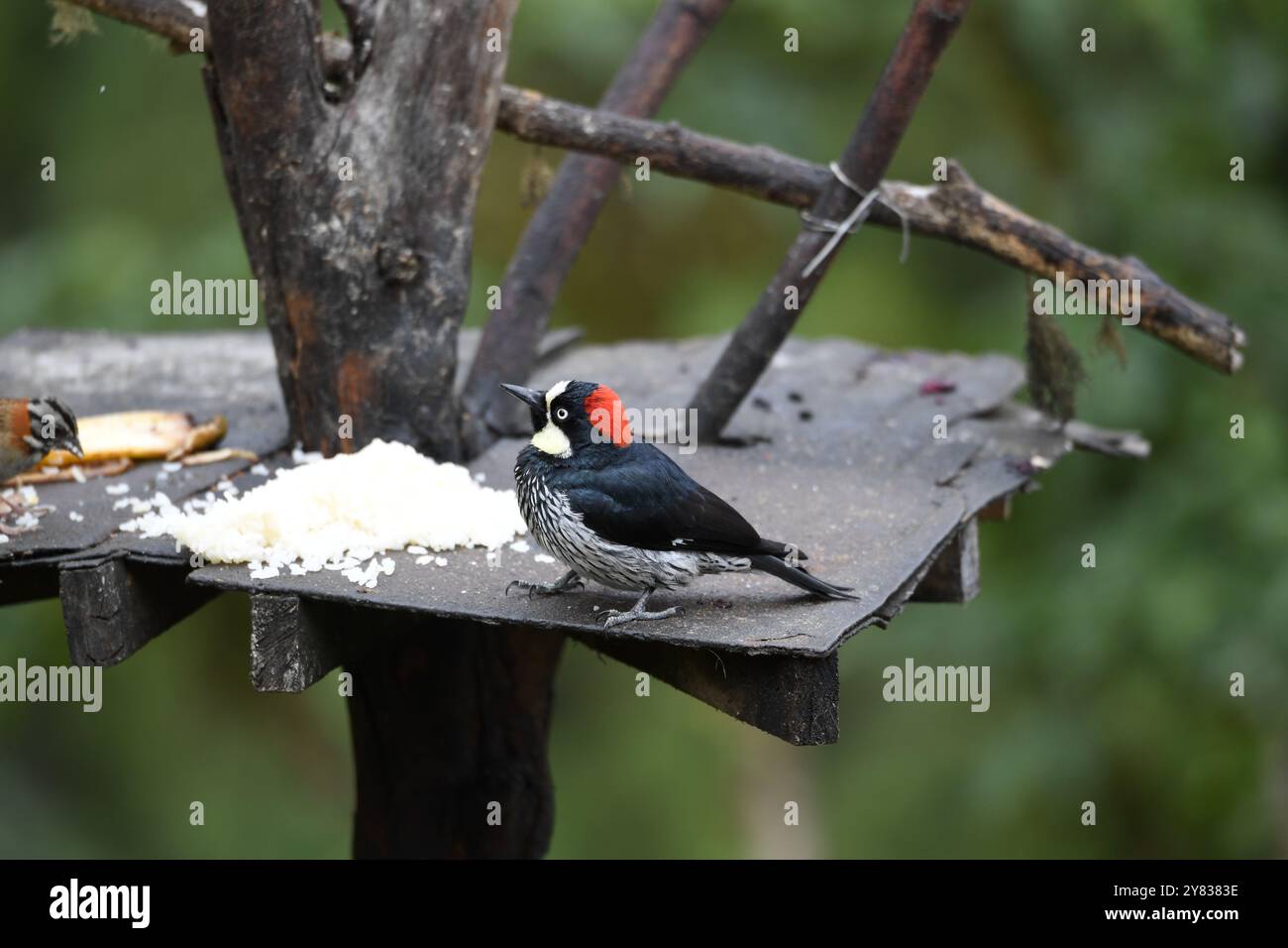 Pics de Gland (Melanerpes formicivorous) du Costa Rica Banque D'Images